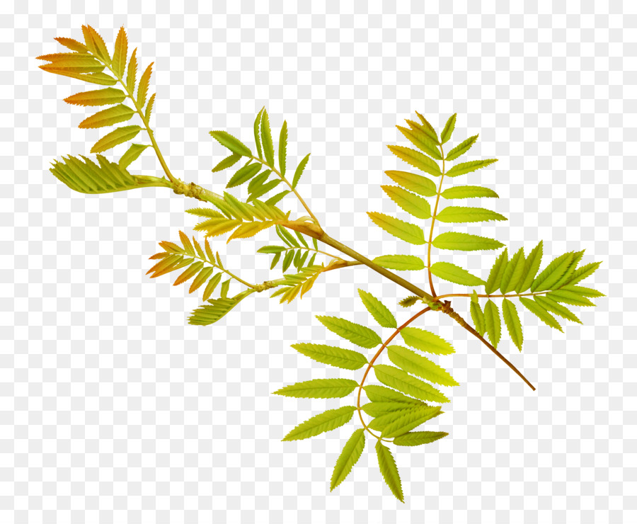 Feuille，Tige De La Plante PNG