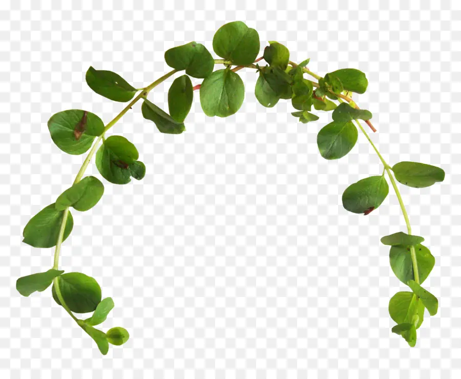 Plante à Collier De Perles，Succulent PNG