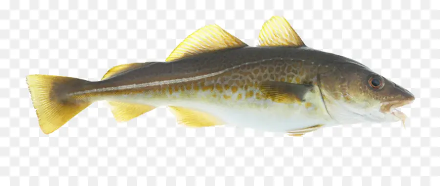 Poisson Chat，Moustaches PNG