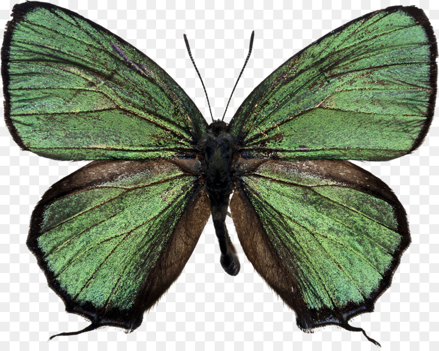 Papillon，Vert PNG