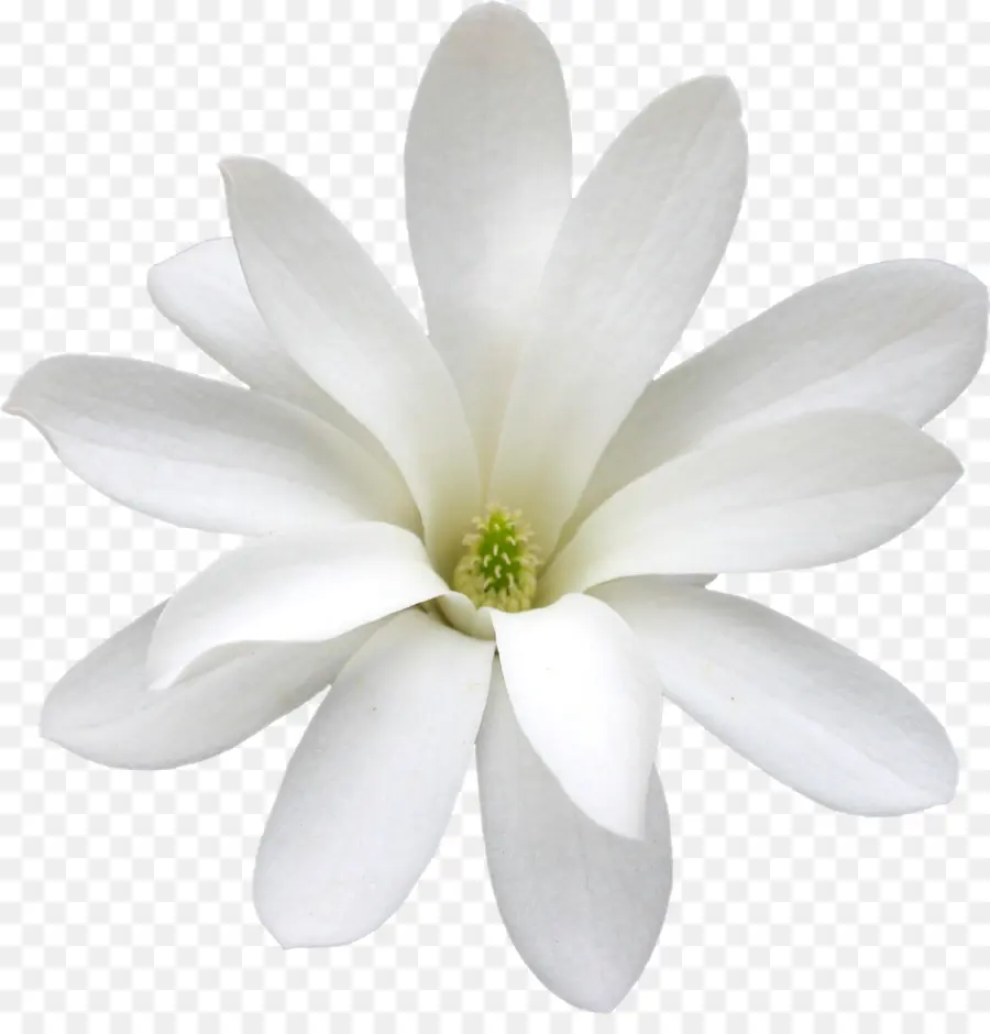 Fleur Blanche，Fleurir PNG