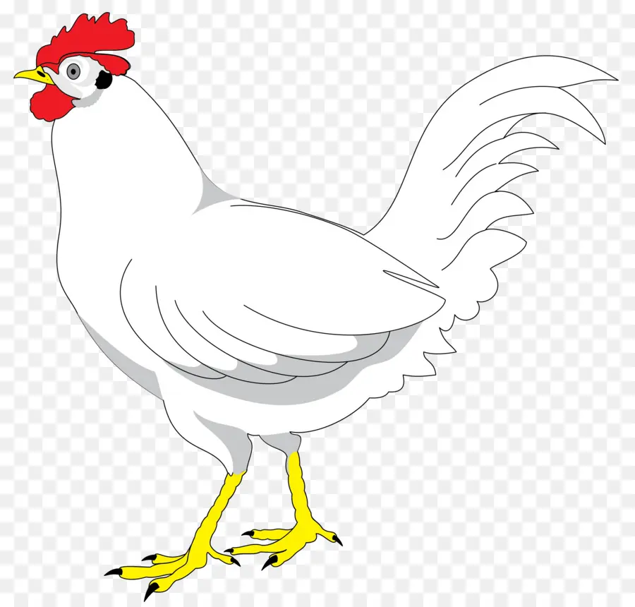 Plymouth Rock Poulet，Dessin PNG