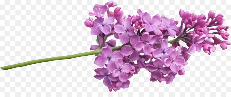 Lilas，Plante PNG