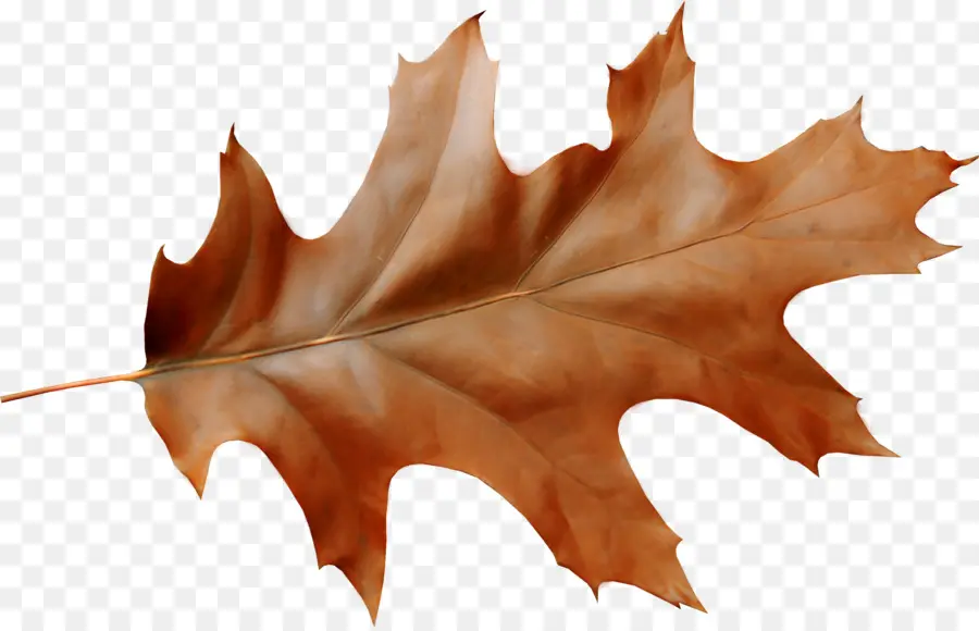 Feuilles Brunes，Automne PNG