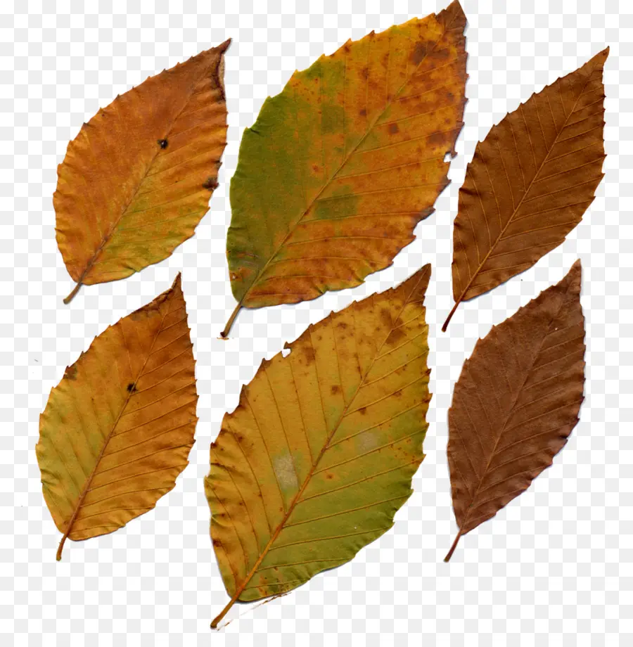 Feuilles Brunes，Automne PNG