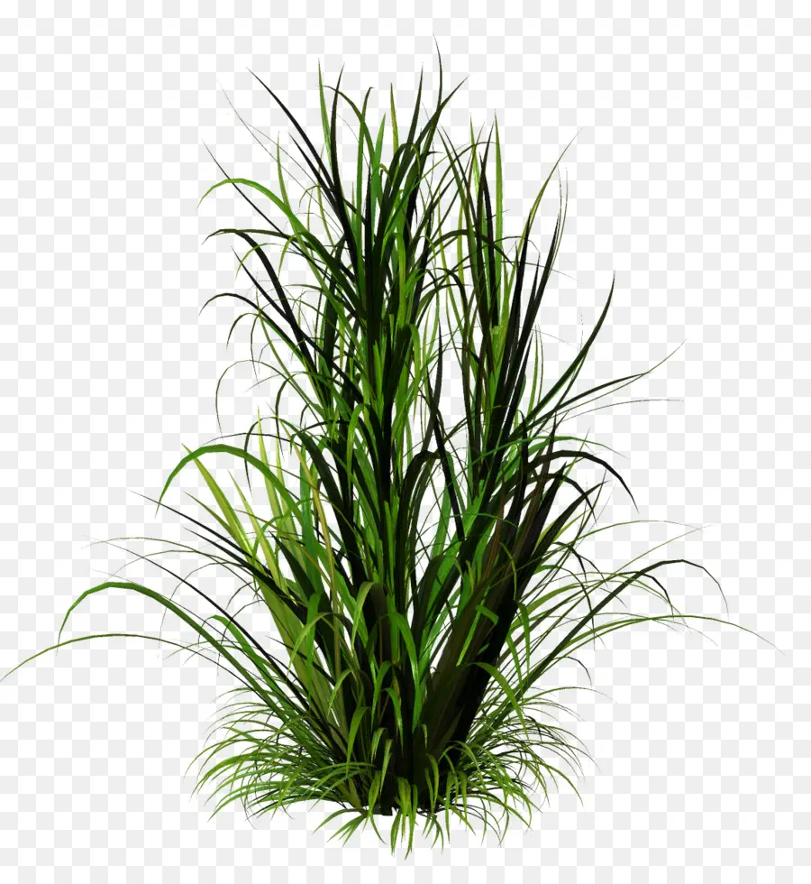 Herbe Verte，Pelouse PNG