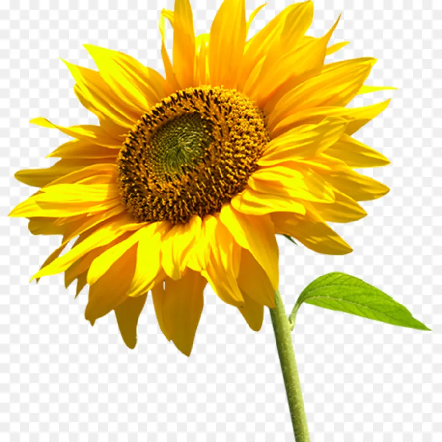 Tournesols Jaunes，Nature PNG