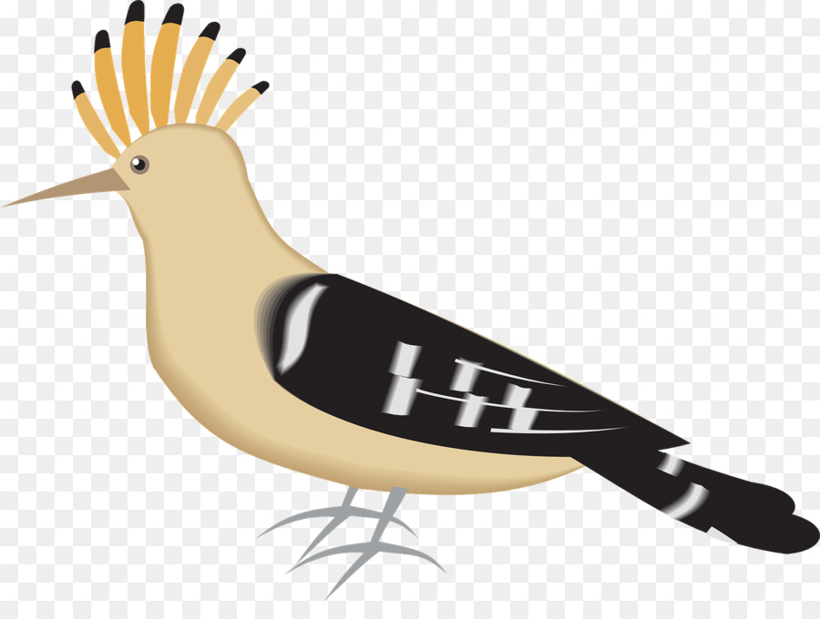 Oiseau，Plumes PNG