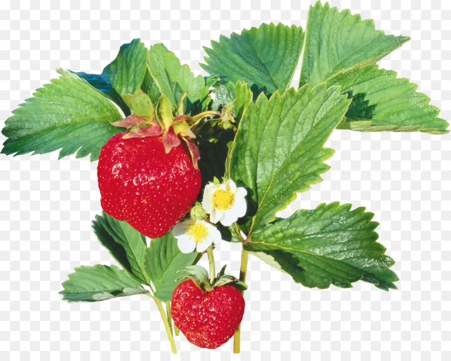 Fraisier，Fruit PNG