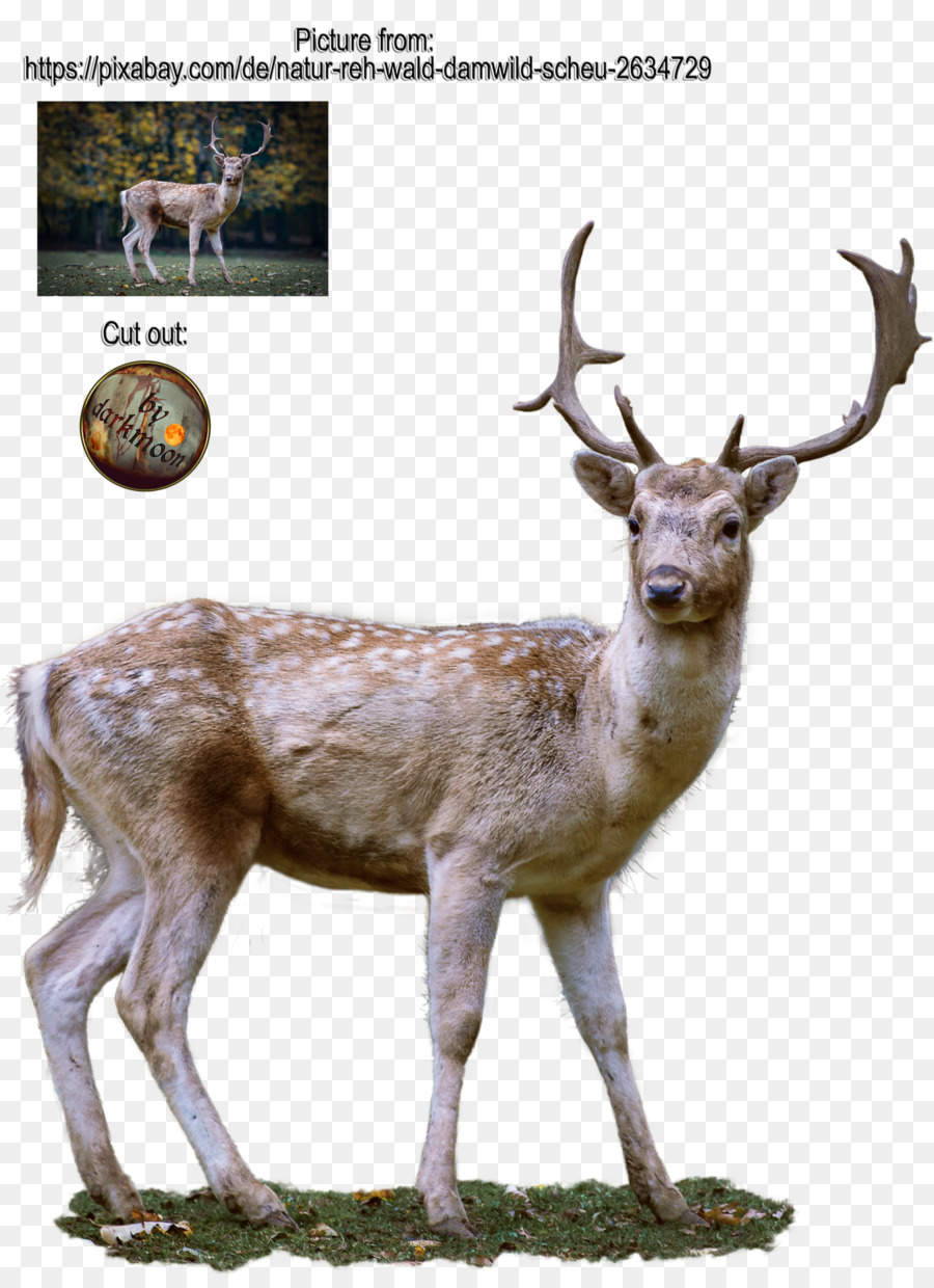 Cerf，Cerf D'offres PNG