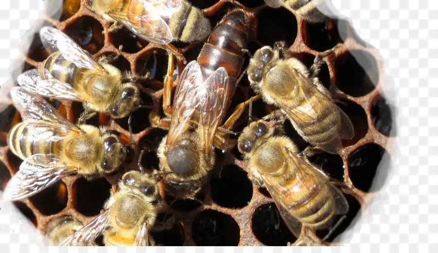 Les Abeilles Et La Reine Des Abeilles，Rayon De Miel PNG