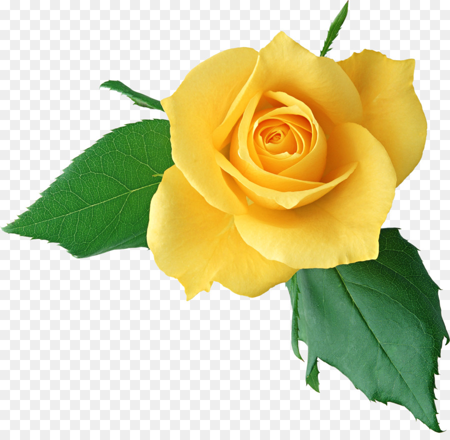 Pêche Rose，Floraison PNG