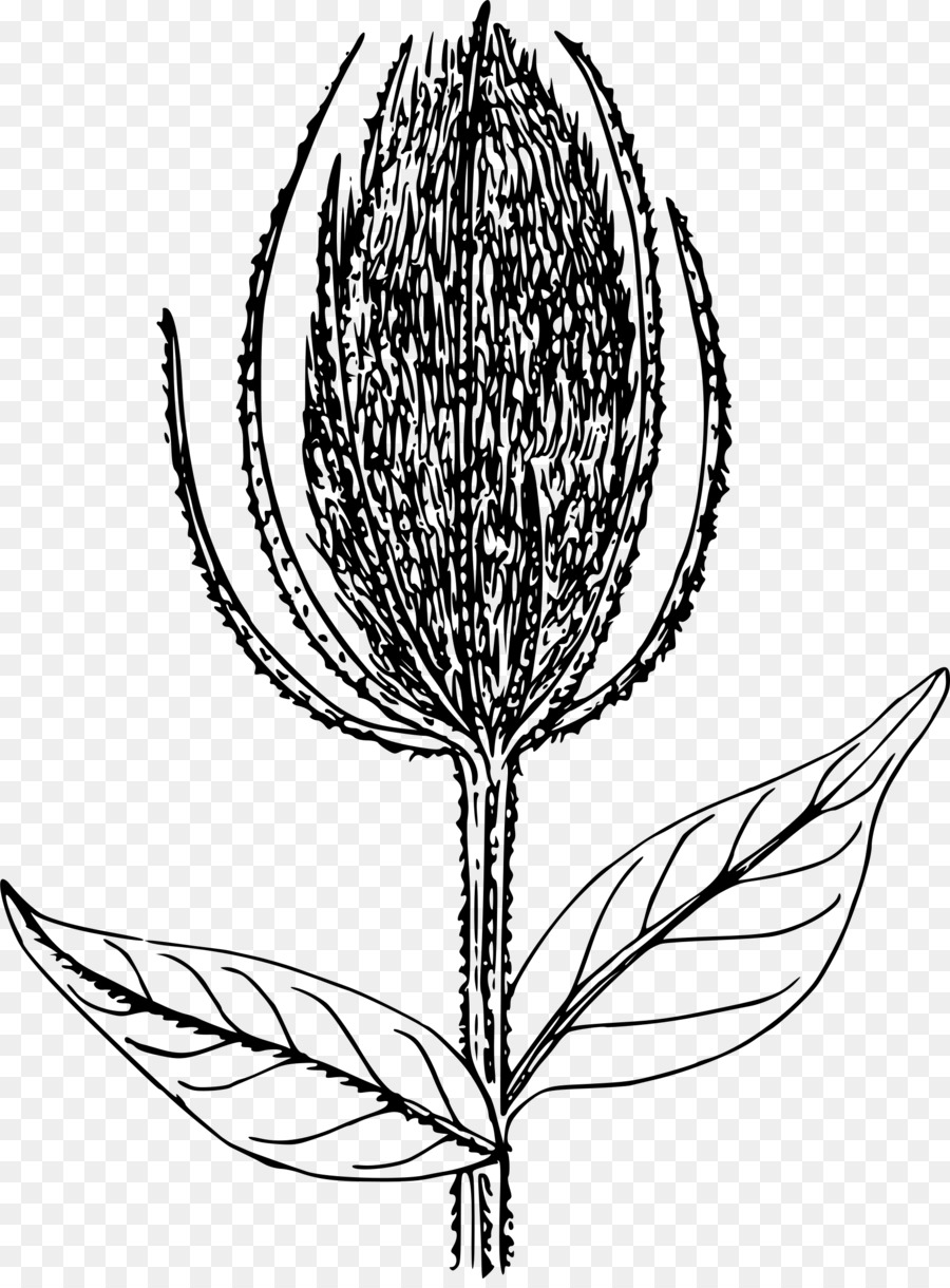 Fleur，Floraison PNG