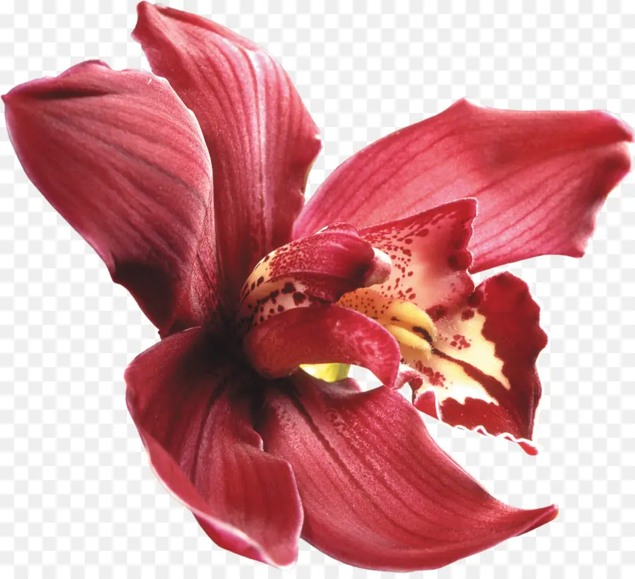 Orchidée Rouge，Pétales PNG