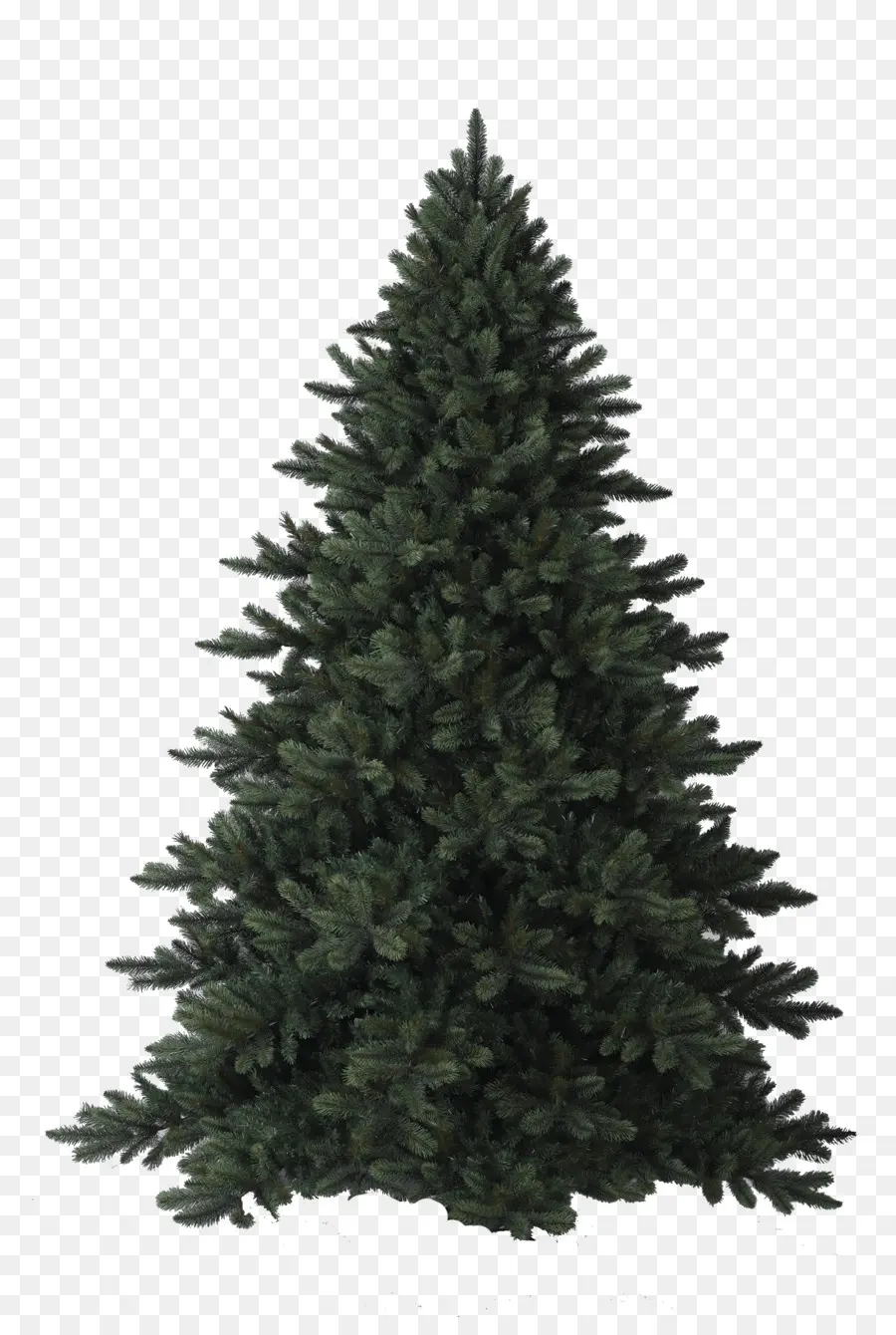 Arbre De Noël，À Feuilles Persistantes PNG