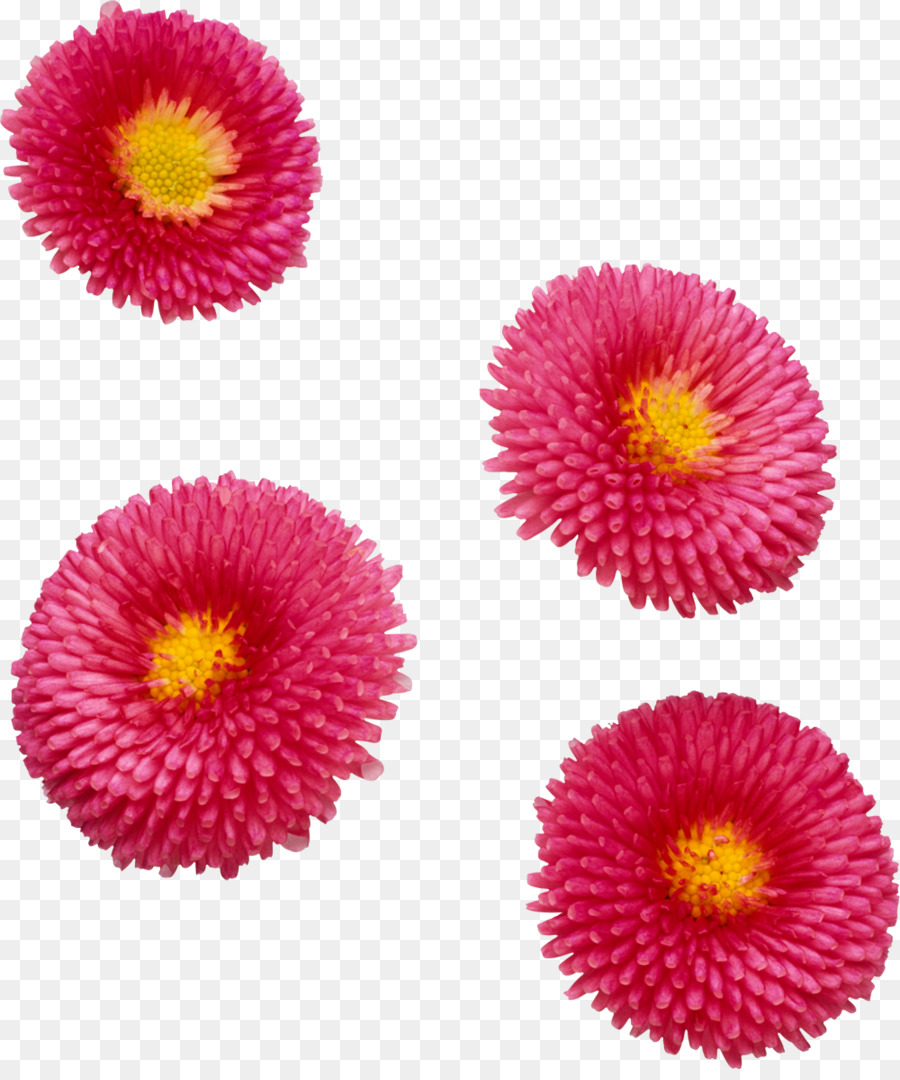 Fleur，Famille Des Marguerites PNG