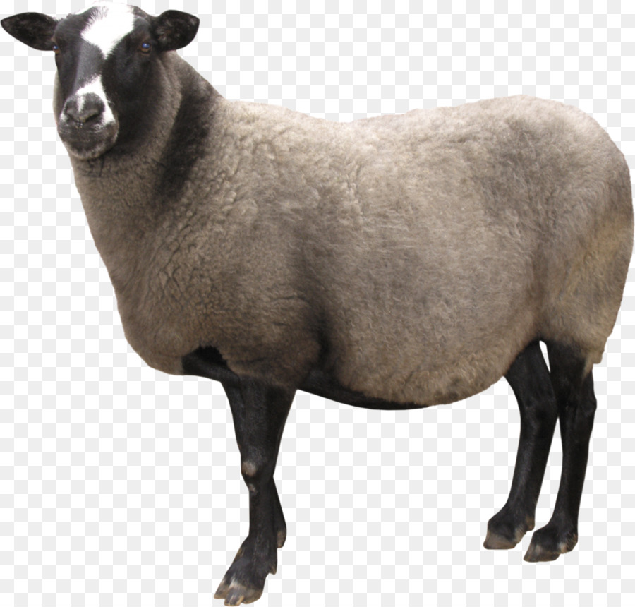 Mouton，Laine PNG