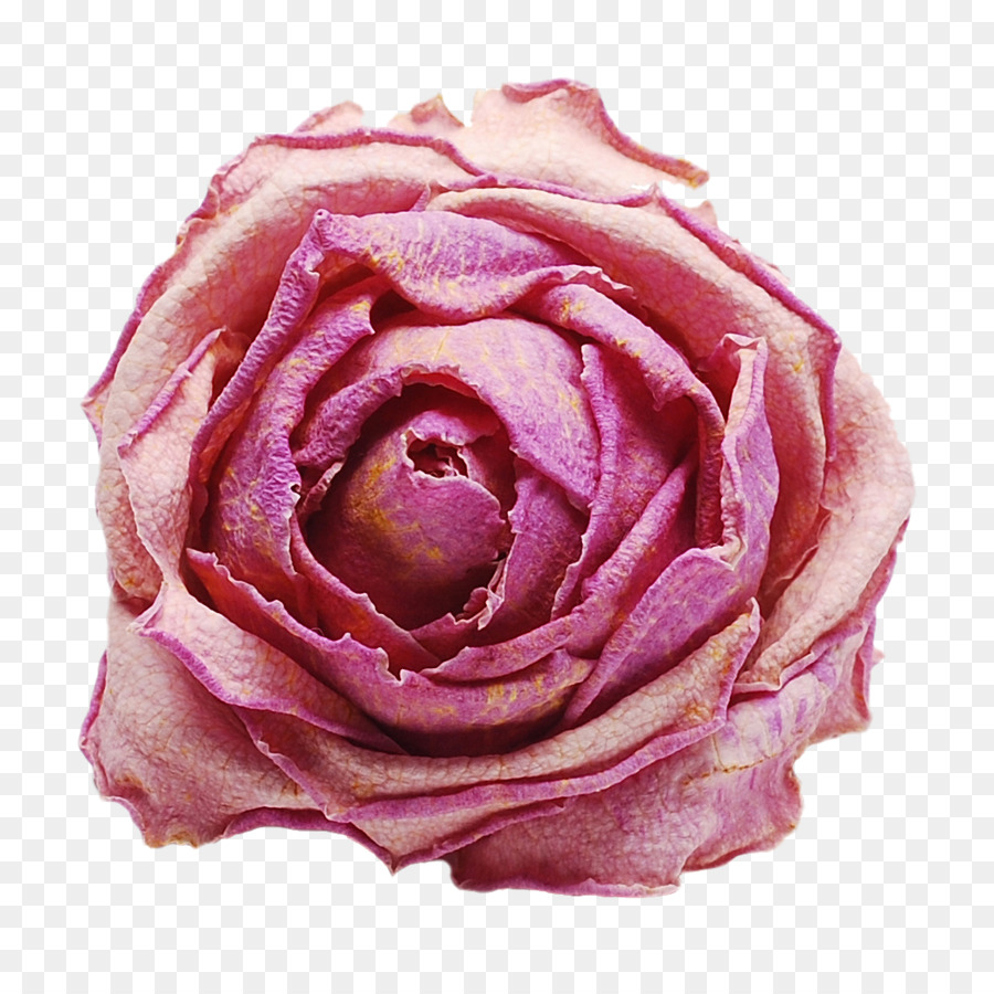 Rose Noire，Sombre PNG