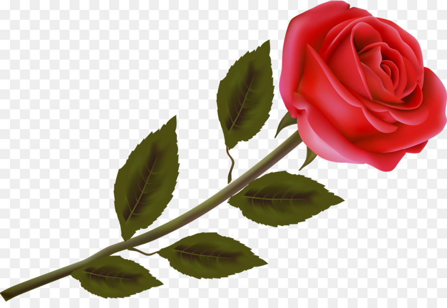 Rose Rouge，Fleur PNG