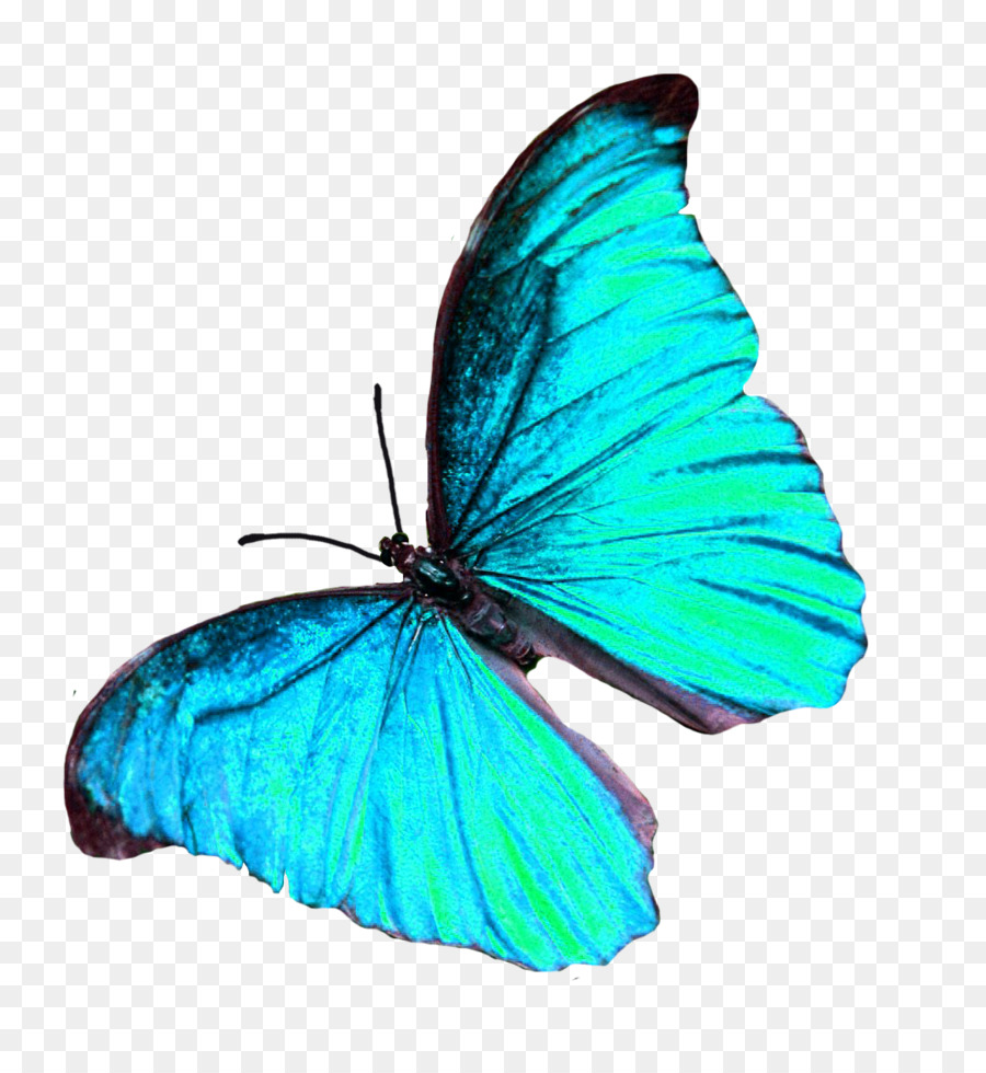 Papillon Bleu，Ailes PNG