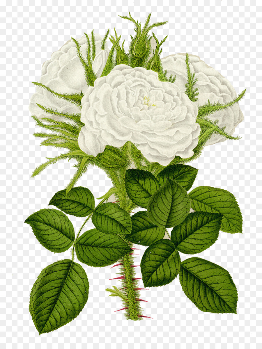 Fleur，Les Roses De Jardin PNG