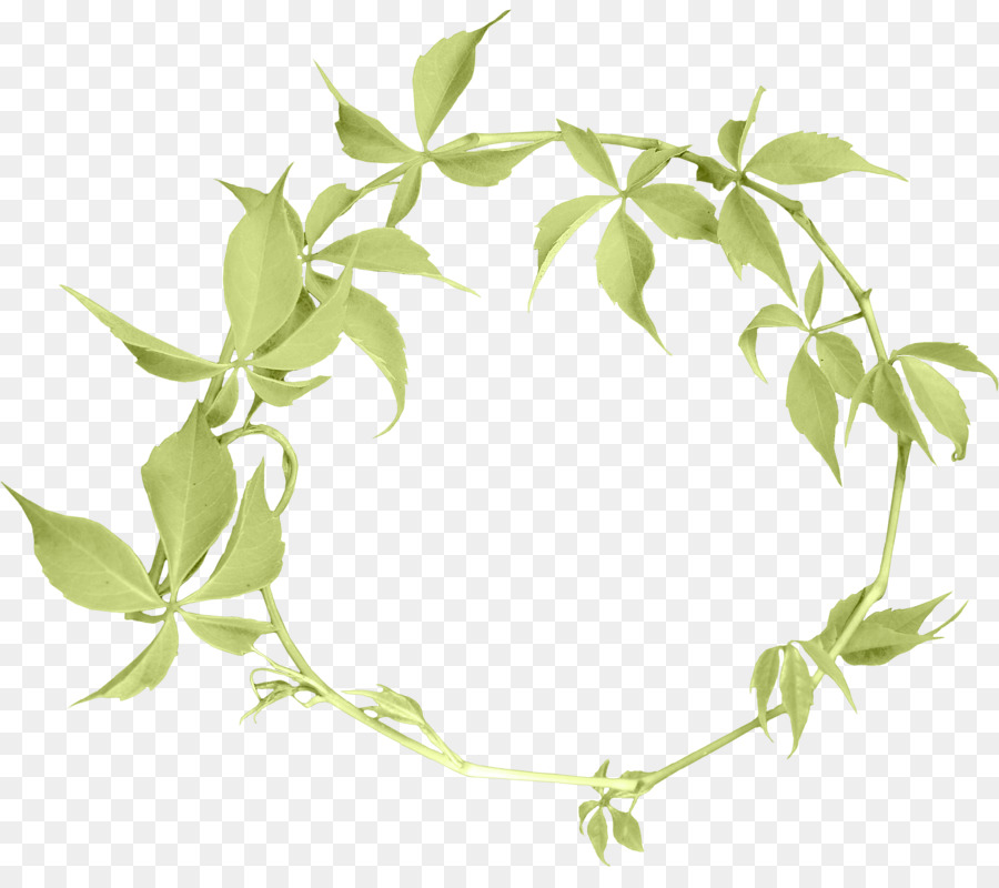 Couronne De Feuilles Vertes，Feuilles PNG