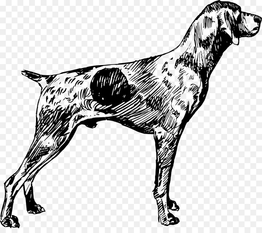 Chien，Animal De Compagnie PNG