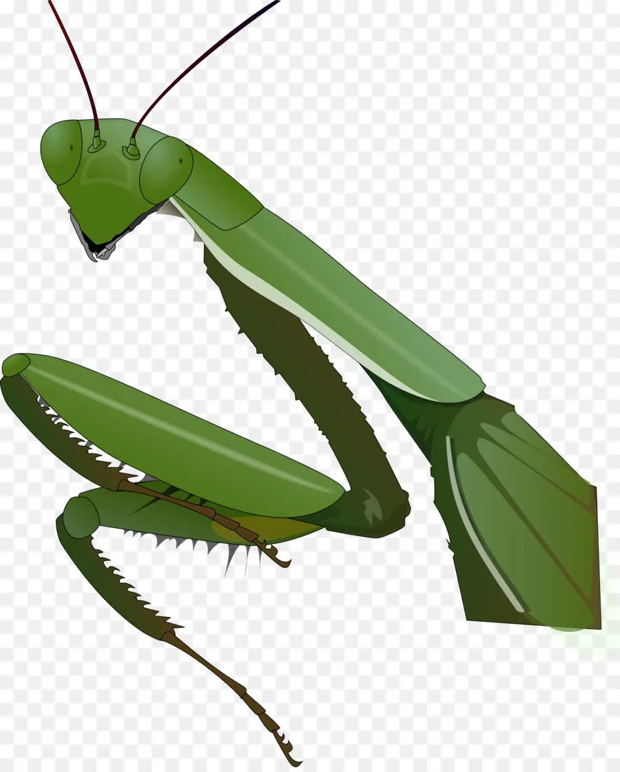 Mains En Prière，Mantis PNG