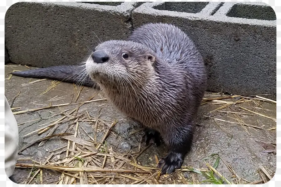 Loutre，Mouillé PNG