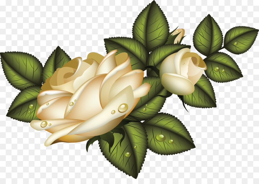 Roses Blanches，Fleurir PNG