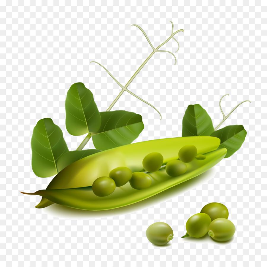 Gousse De Pois，Feuilles PNG