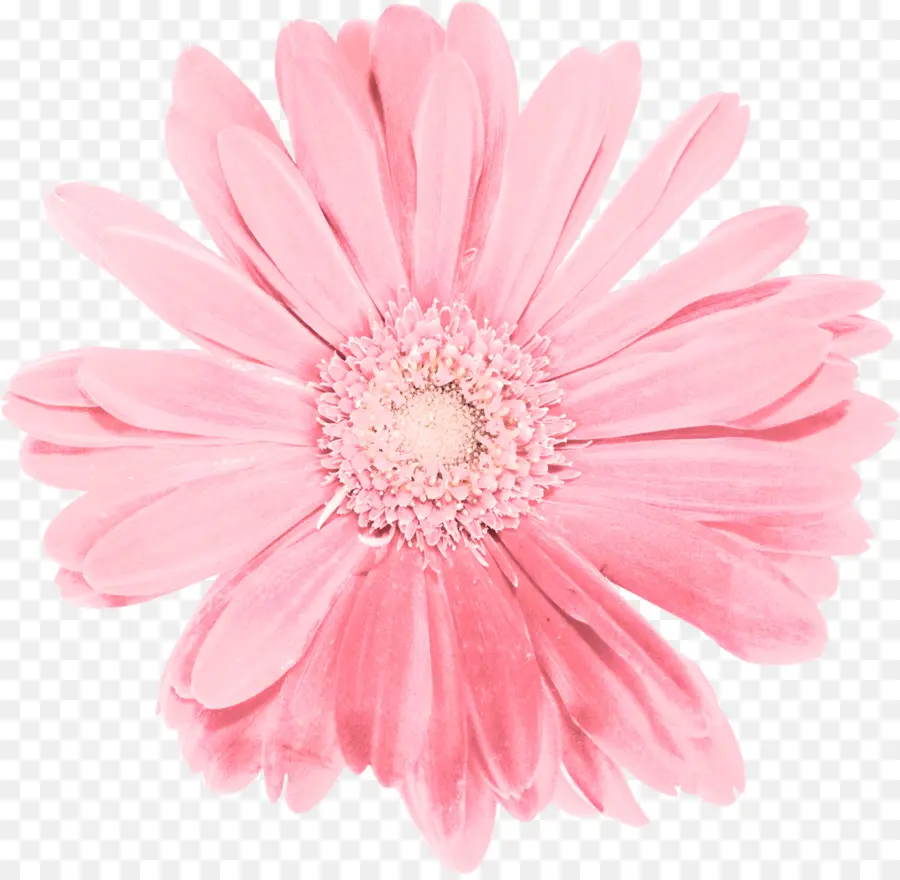 Fleur，Marguerite Du Transvaal PNG