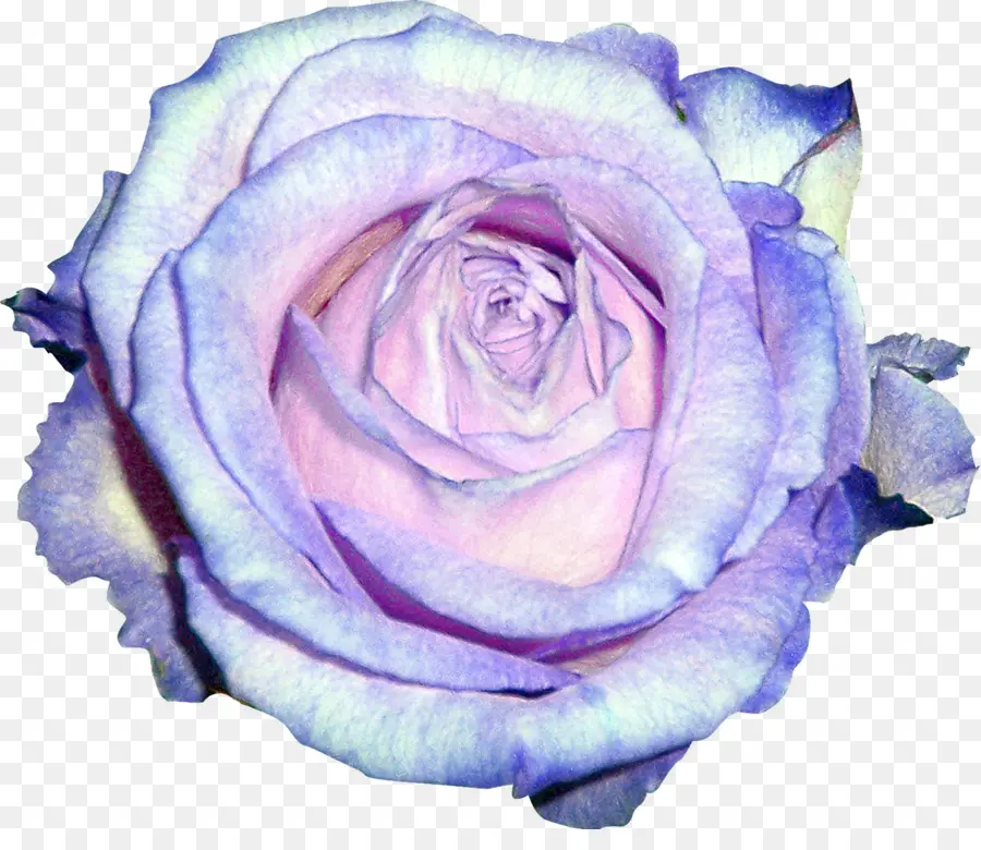 Les Roses De Jardin，Bleu PNG