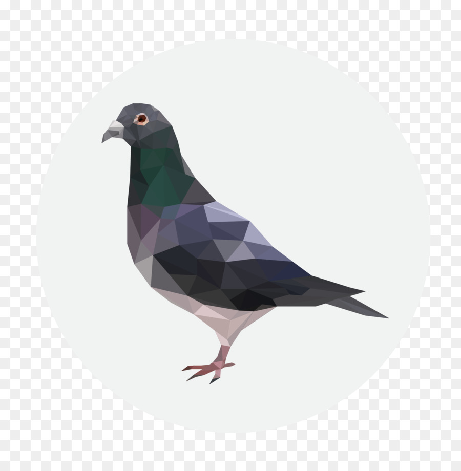 Pigeon，Géométrique PNG