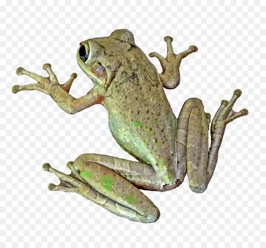 Grenouille，Amphibie PNG