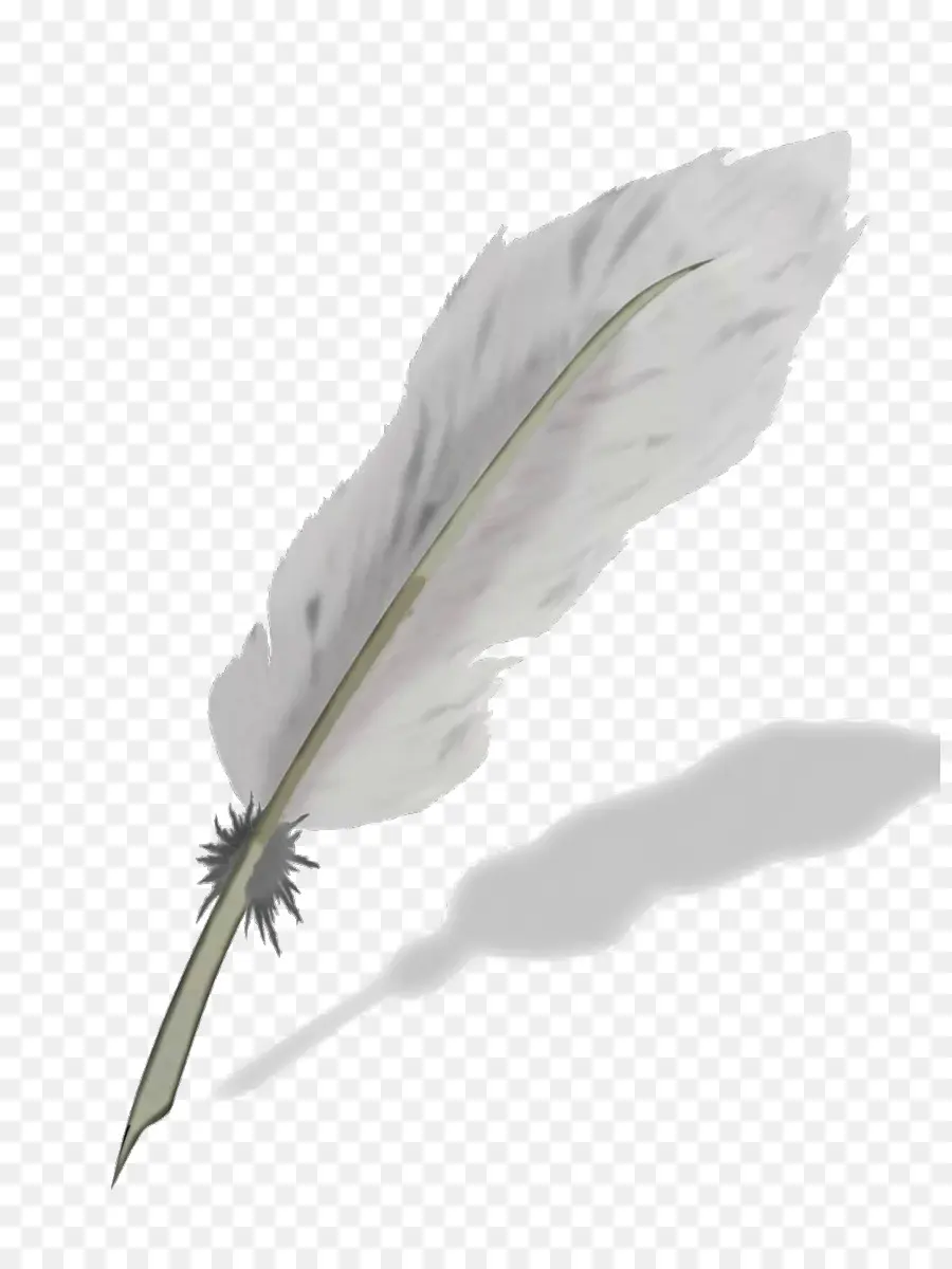 Plume，Plume Blanche PNG