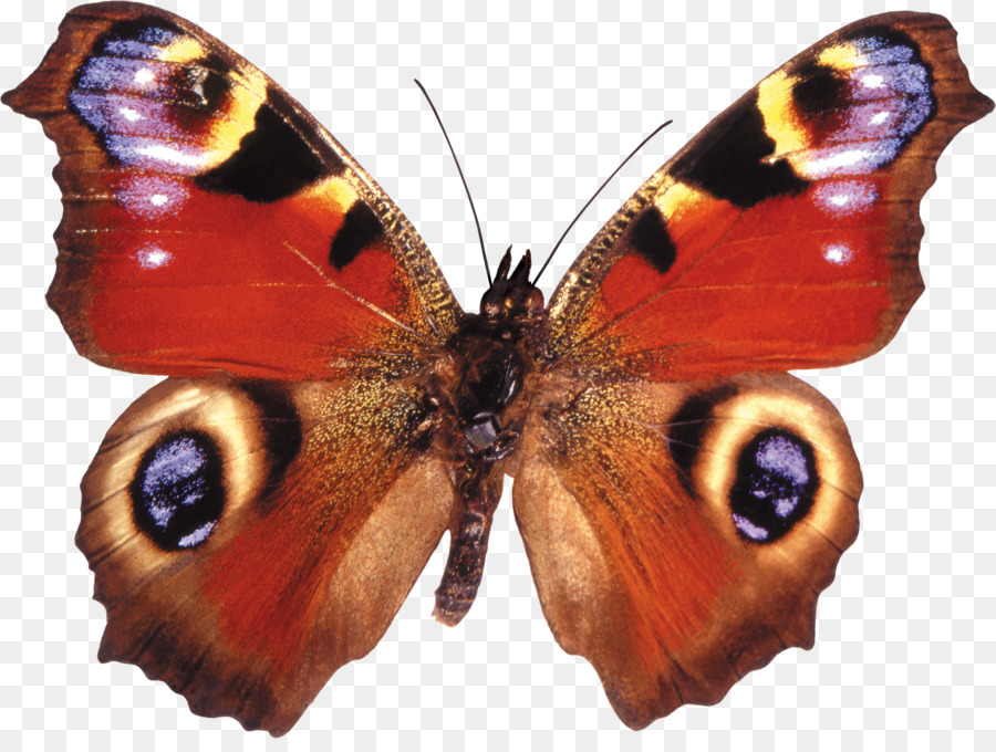 Papillon，Insecte PNG