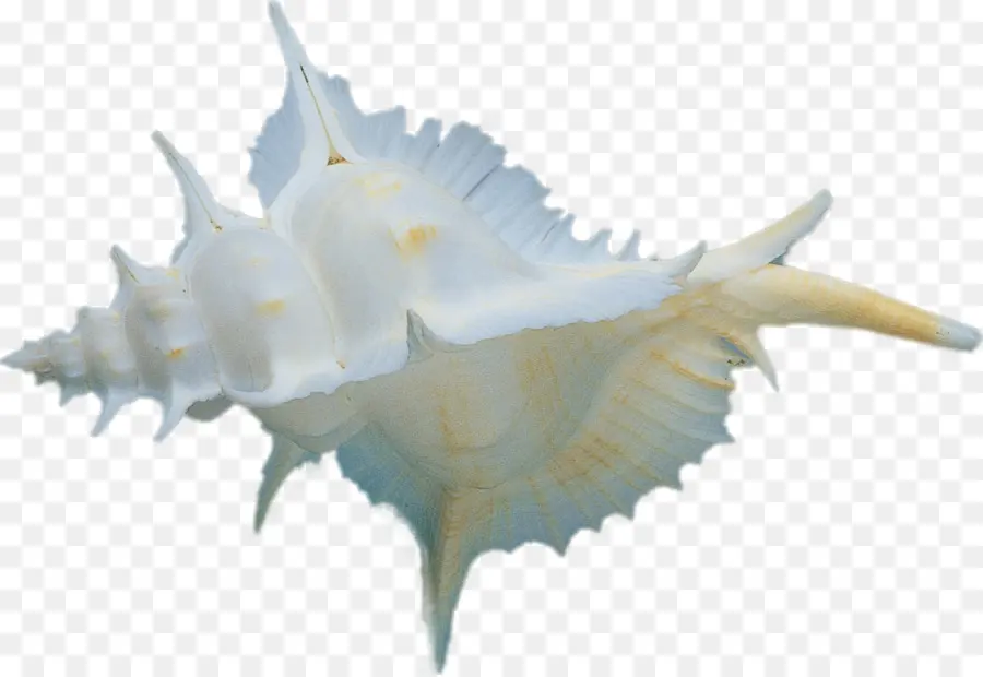 Coquille，Conque PNG