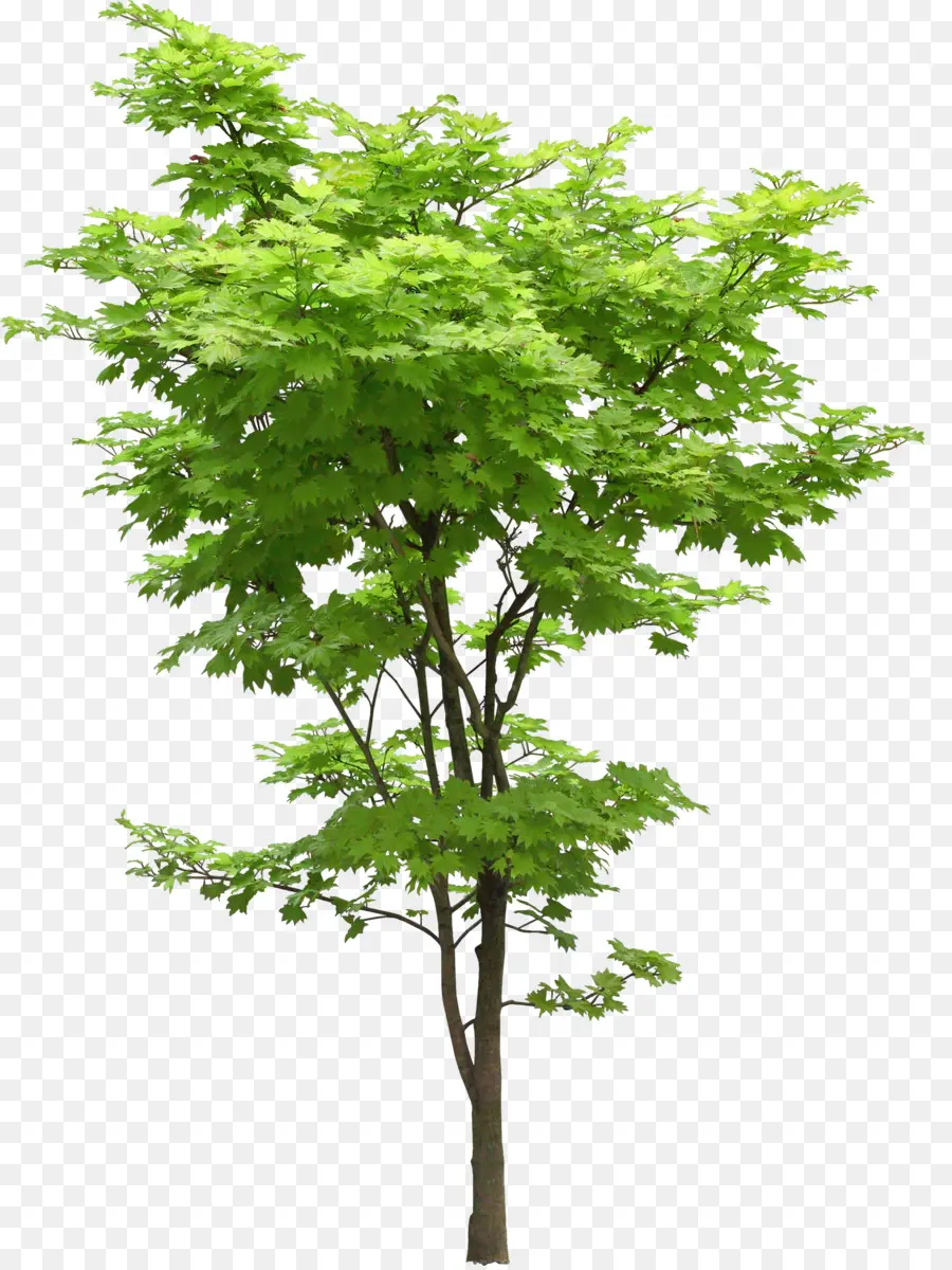 Arbre，Usine PNG