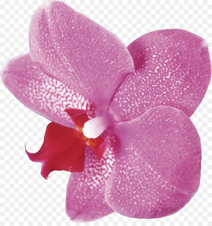 Orchidée，Fleur PNG