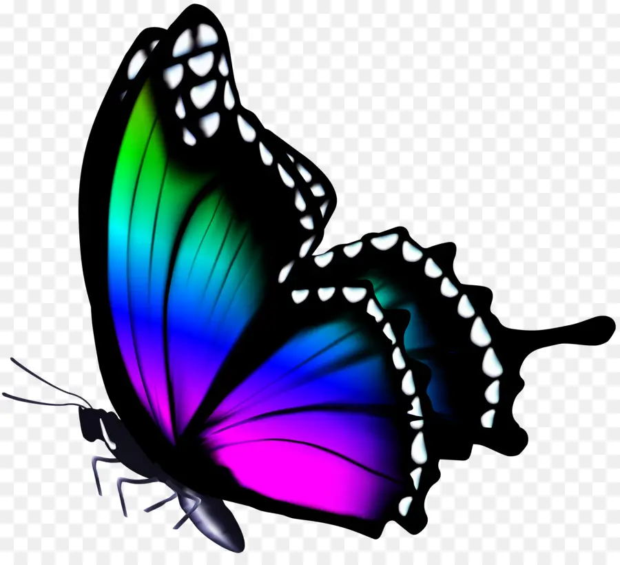 Papillon，Ailes PNG