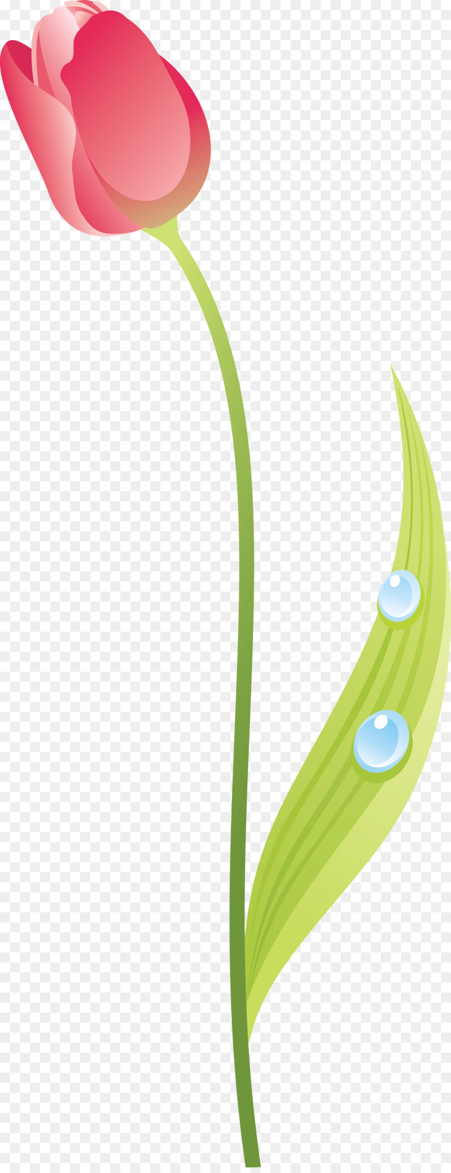 La Floraison De La Plante，Tulip PNG