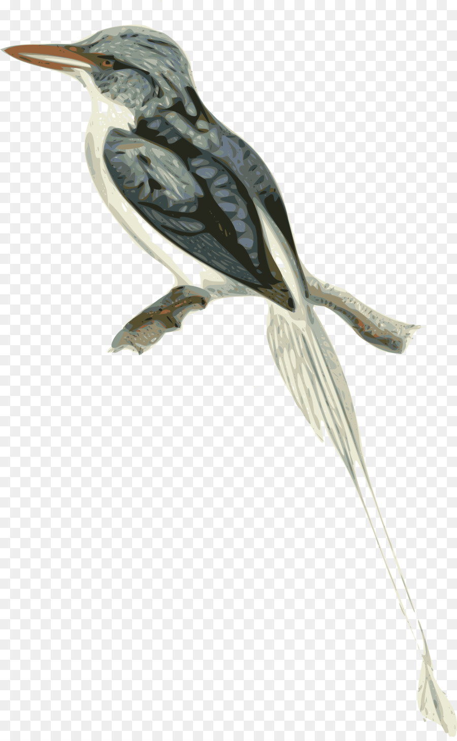 Biak Paradis Kingfisher，Kingfisher PNG