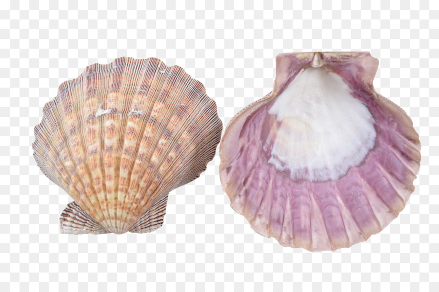 Coquillages，Coquilles PNG