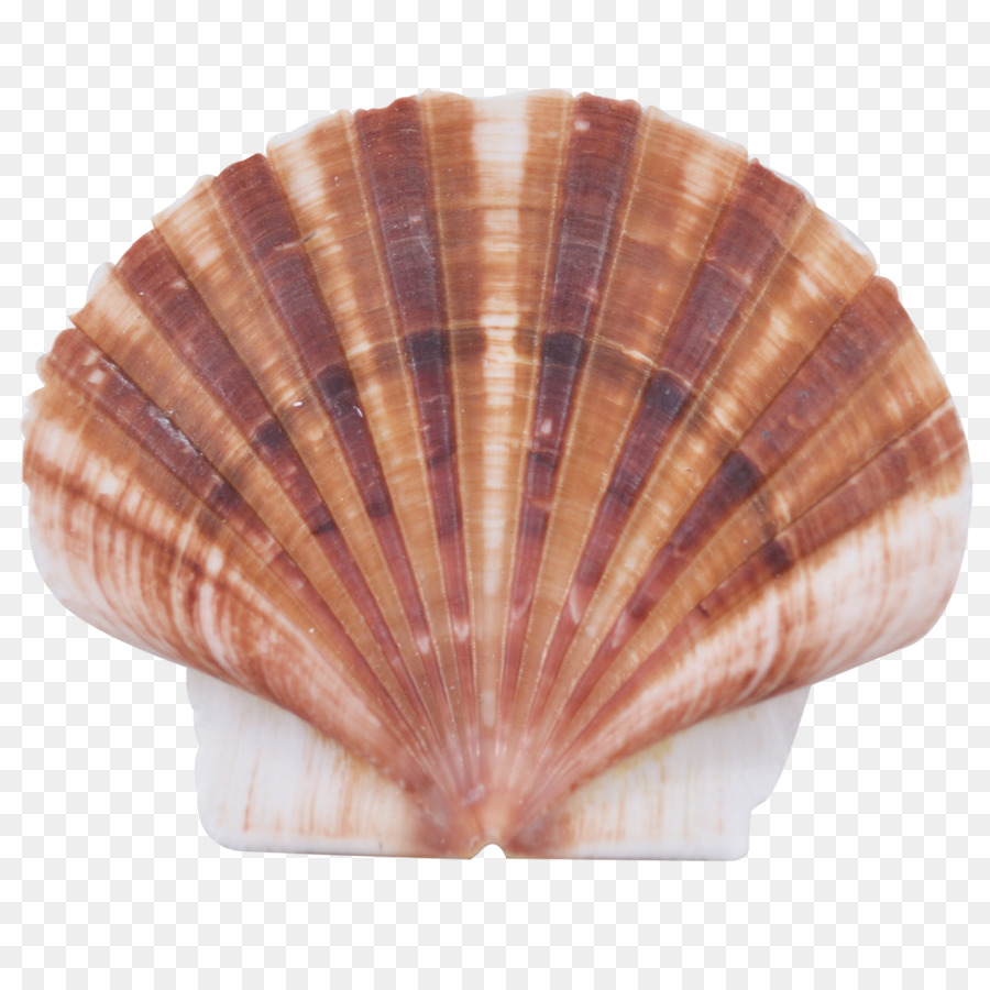 Coque，Coquille PNG