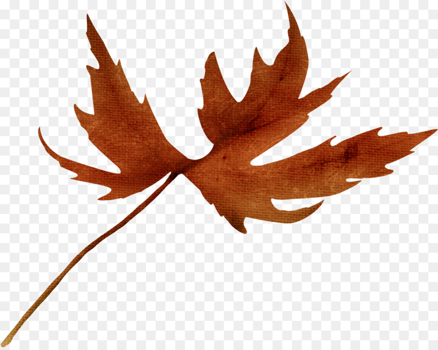 Feuille D'automne，Automne PNG