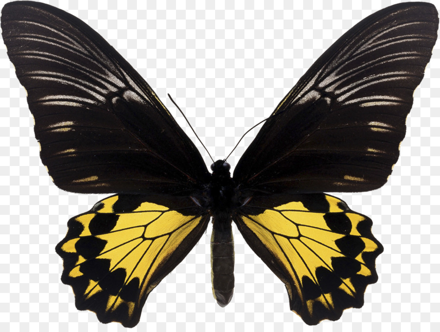 Papillon，Trogonoptera Brookiana PNG