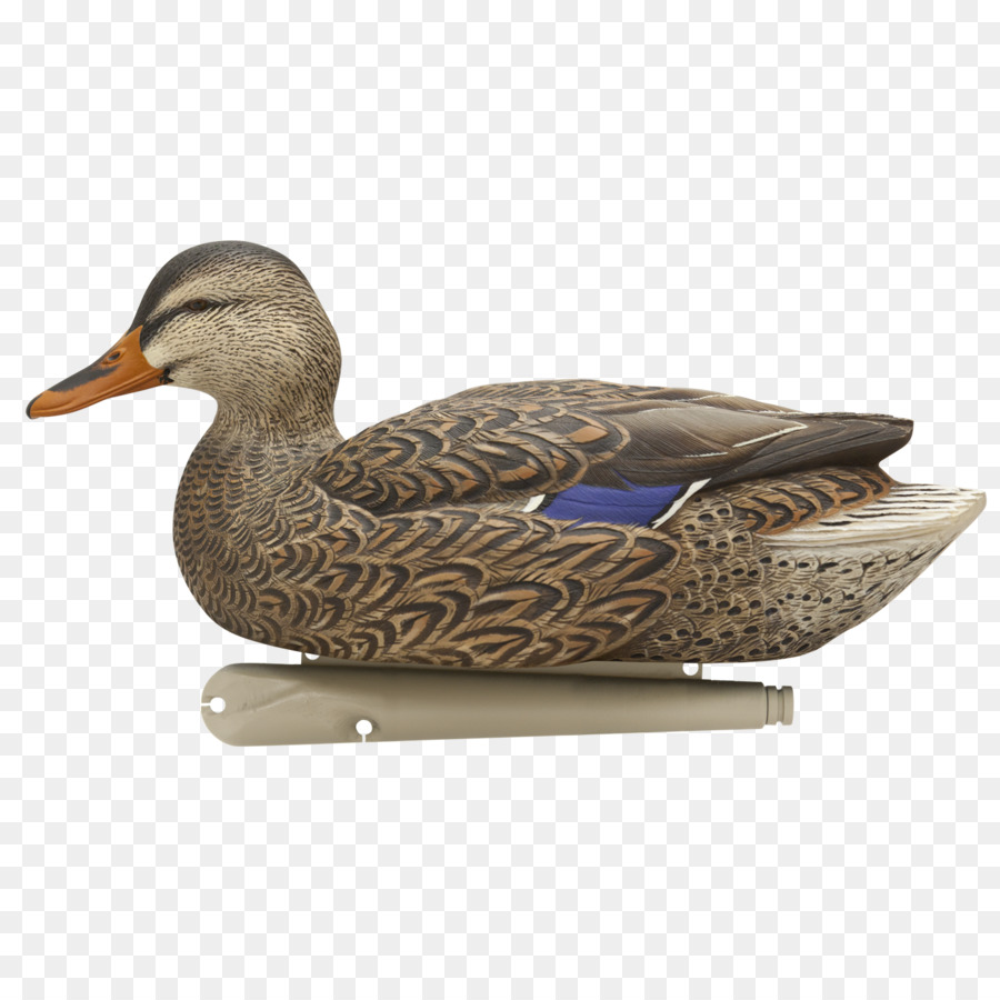 Mallard，Canard PNG