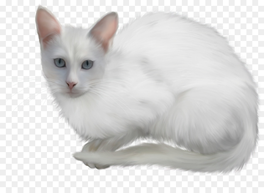 Chaton，Angora Turc PNG