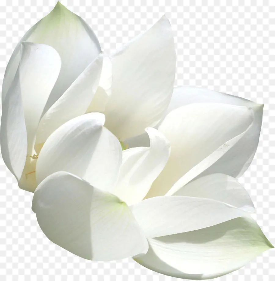 Fleur Blanche，Fleurir PNG